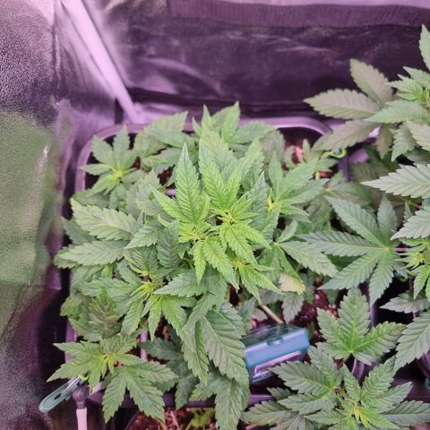 Watermelon growlog timeline photo