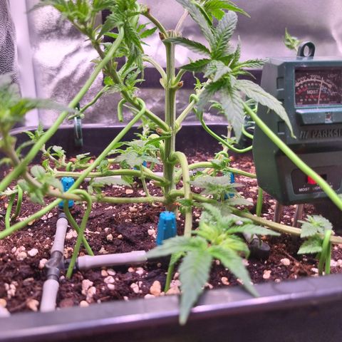 Watermelon growlog timeline photo