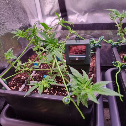 Watermelon growlog timeline photo