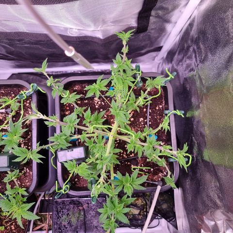 RolexHaschisch growlog timeline photo
