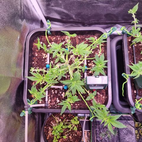 Watermelon growlog timeline photo