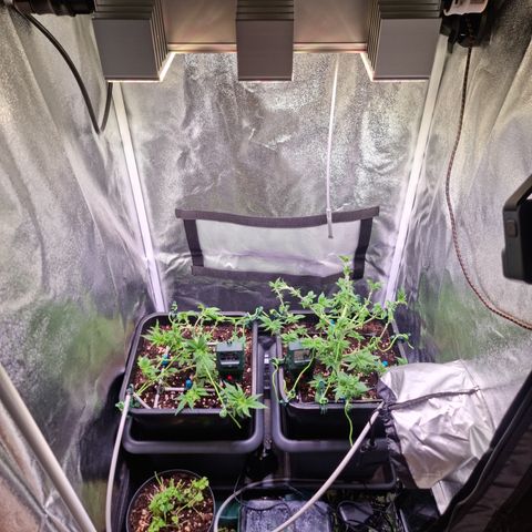 RolexHaschisch growlog timeline photo