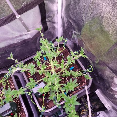 RolexHaschisch growlog timeline photo