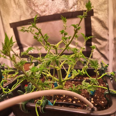 RolexHaschisch growlog timeline photo