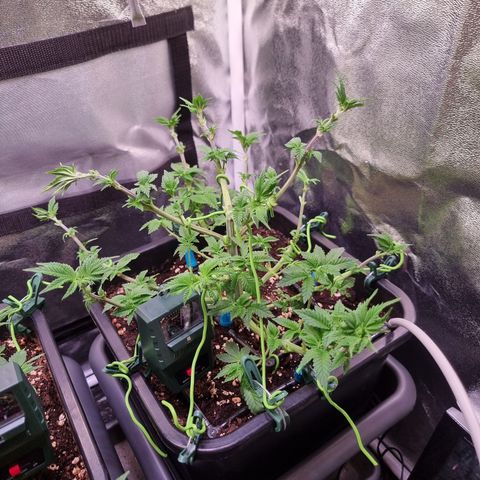 RolexHaschisch growlog timeline photo