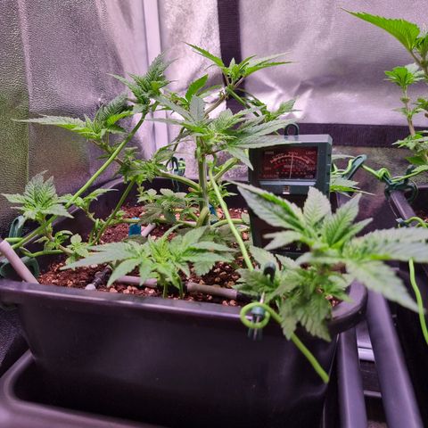 Watermelon growlog timeline photo