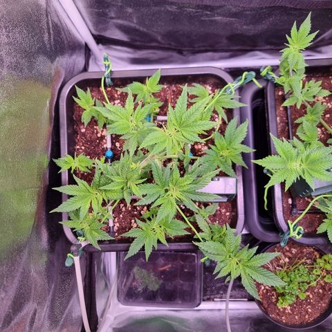 Watermelon growlog timeline photo