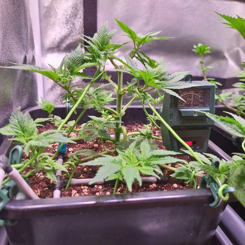 Watermelon growlog timeline photo