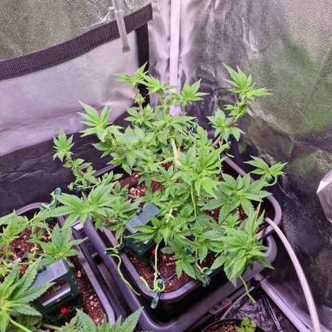 RolexHaschisch growlog timeline photo