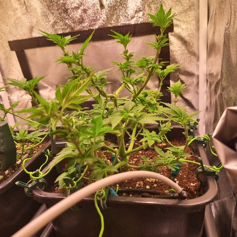 RolexHaschisch growlog timeline photo