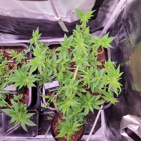 RolexHaschisch growlog timeline photo