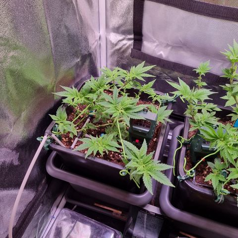 Watermelon growlog timeline photo