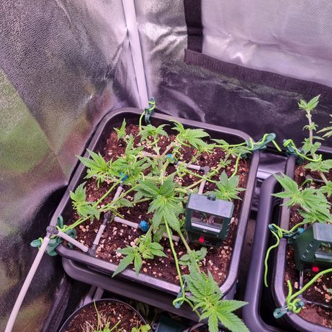 Watermelon growlog timeline photo