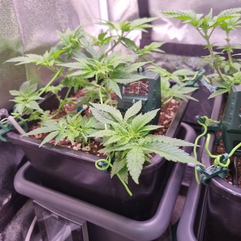 Watermelon growlog timeline photo