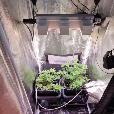 RolexHaschisch growlog timeline photo