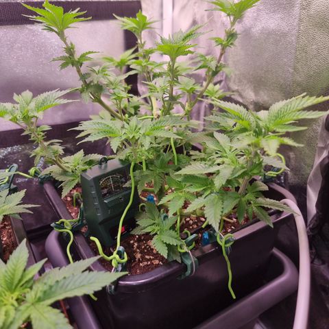 RolexHaschisch growlog timeline photo