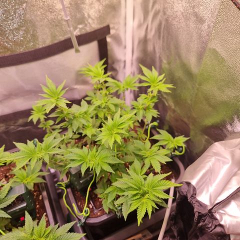 RolexHaschisch growlog timeline photo