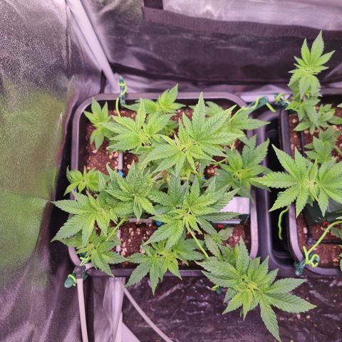 Watermelon growlog timeline photo