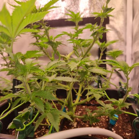 RolexHaschisch growlog timeline photo
