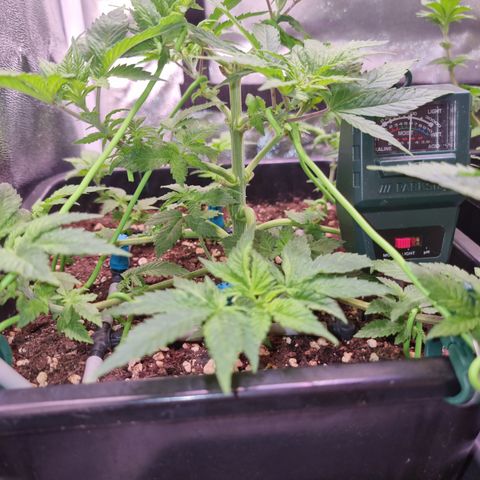 Watermelon growlog timeline photo