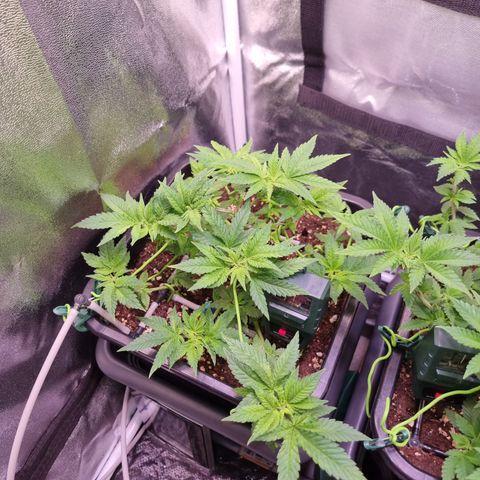 Watermelon growlog timeline photo