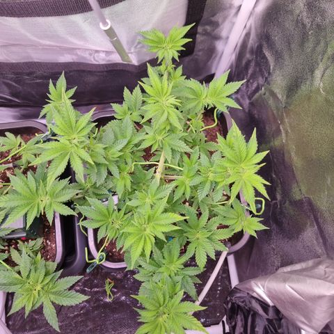 RolexHaschisch growlog timeline photo