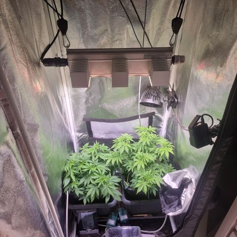 RolexHaschisch growlog timeline photo