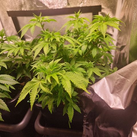 Watermelon growlog timeline photo
