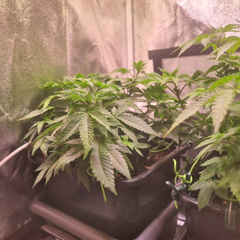 Watermelon growlog timeline photo