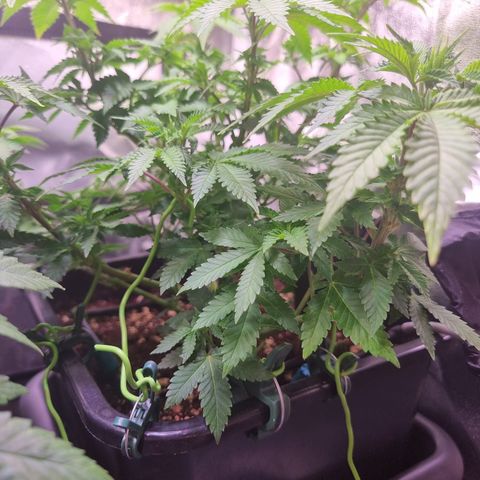 Watermelon growlog timeline photo