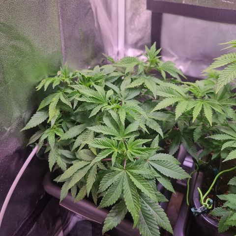 Watermelon growlog timeline photo