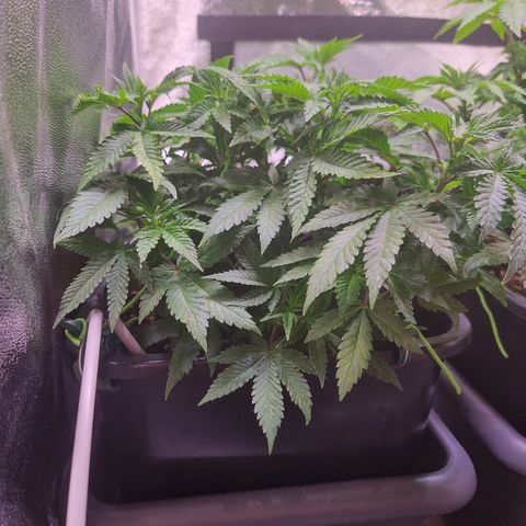 Watermelon growlog timeline photo