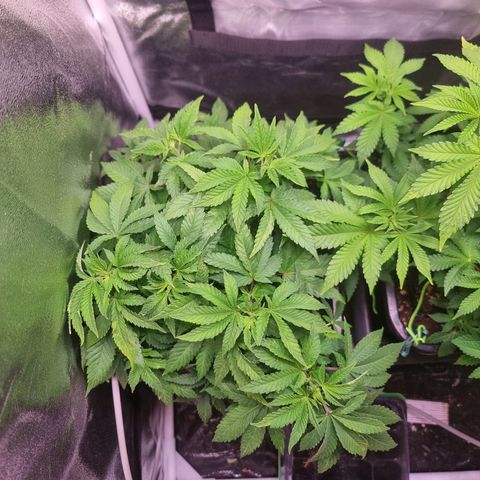 Watermelon growlog timeline photo
