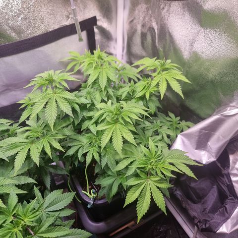 Watermelon growlog timeline photo