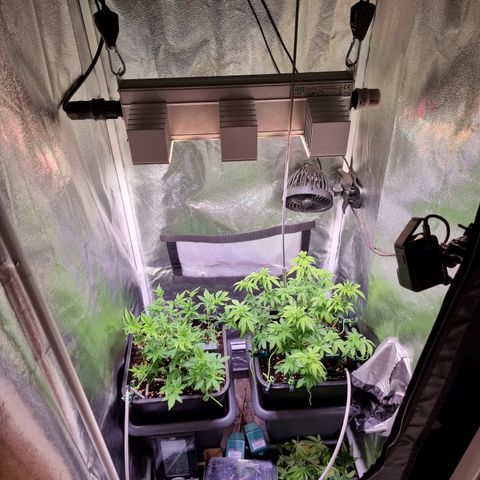 RolexHaschisch growlog timeline photo