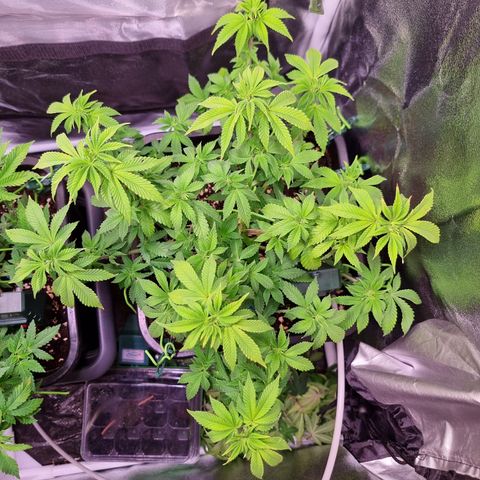 RolexHaschisch growlog timeline photo