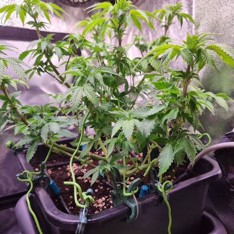RolexHaschisch growlog timeline photo