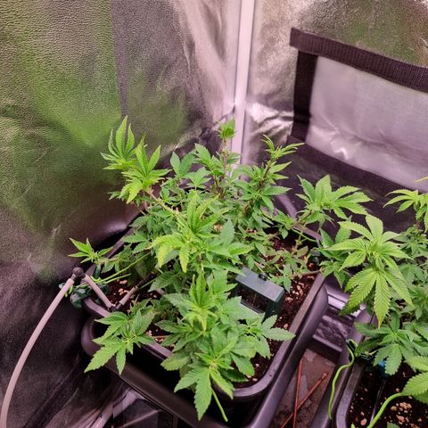 Watermelon growlog timeline photo