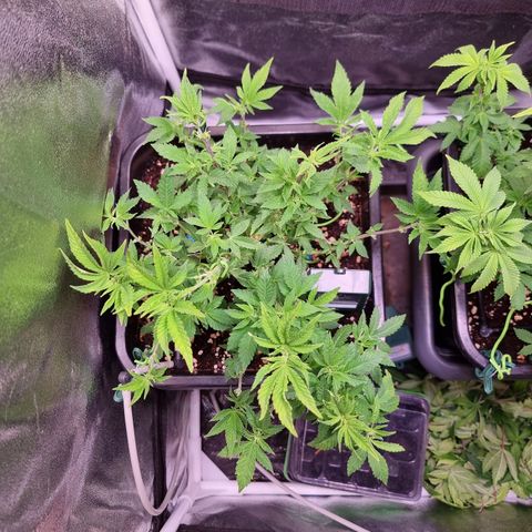 Watermelon growlog timeline photo