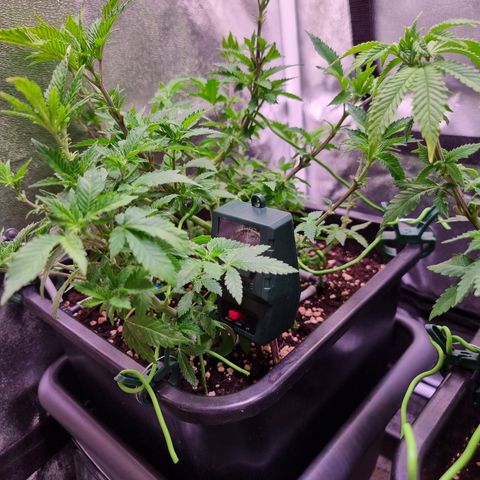 Watermelon growlog timeline photo