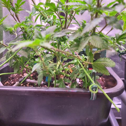 Watermelon growlog timeline photo