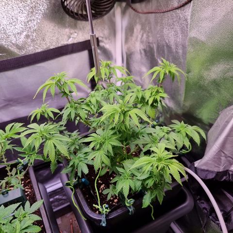 RolexHaschisch growlog timeline photo