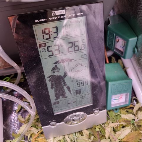 RolexHaschisch growlog timeline photo