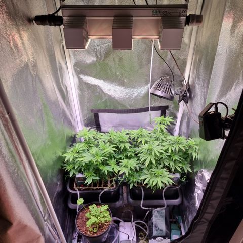 RolexHaschisch growlog timeline photo