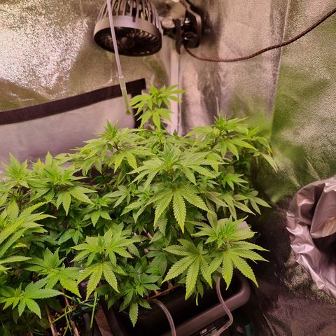 RolexHaschisch growlog timeline photo