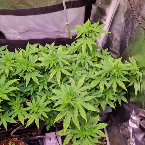 RolexHaschisch growlog timeline photo