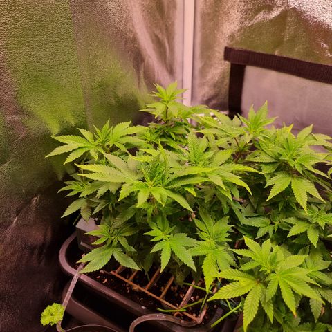 Watermelon growlog timeline photo