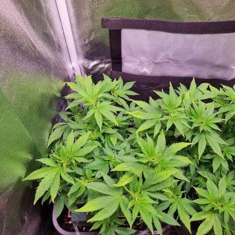 Watermelon growlog timeline photo
