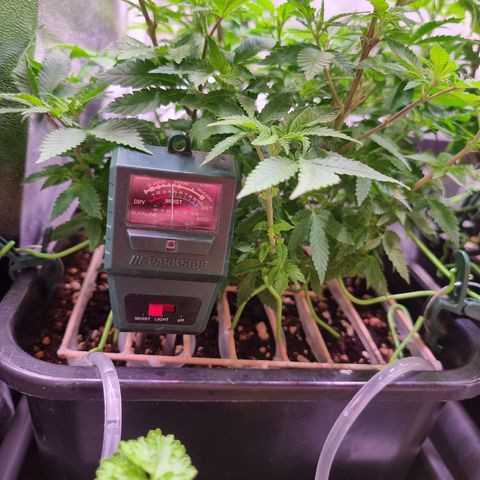Watermelon growlog timeline photo