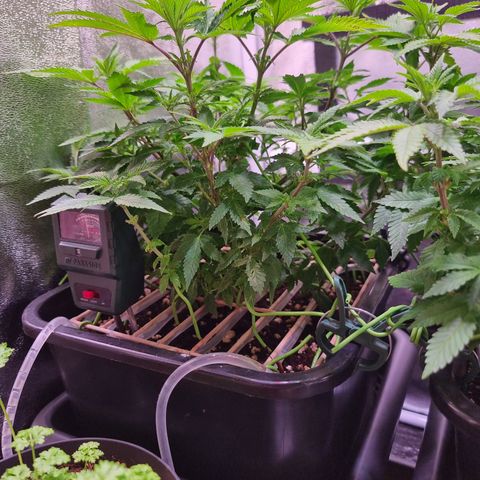 Watermelon growlog timeline photo